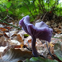 Amethyst Deceiver