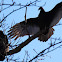 Turkey Vulture