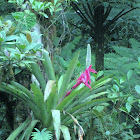 Bromeliad