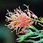 Grevillea