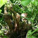 Ostrich Fern fiddleheads