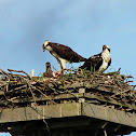 osprey