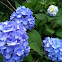 Hydrangea