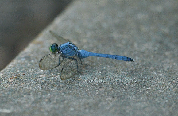 Spotting Image 1