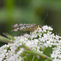Scorpionfly
