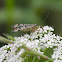 Scorpionfly