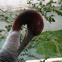 sarus crane