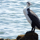 Pied Cormorant