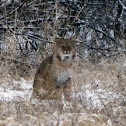 Bobcat