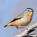 Australian Birds Sounds Free Apk