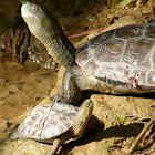 Spanish pond turtle