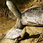 Spanish pond turtle