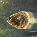 Rodabalo (gl), Rodballo (es), Turbot (uk)