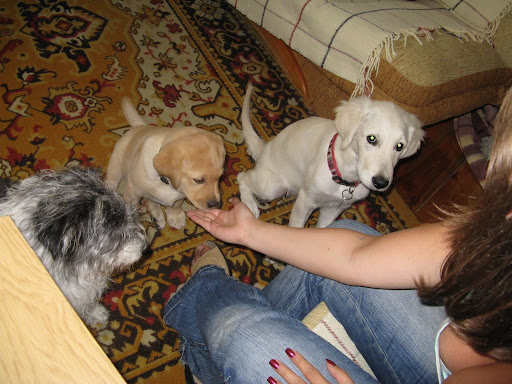 goldenek, golden retriever