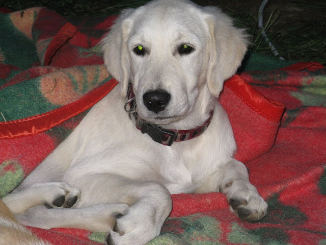 goldenek, golden retriever