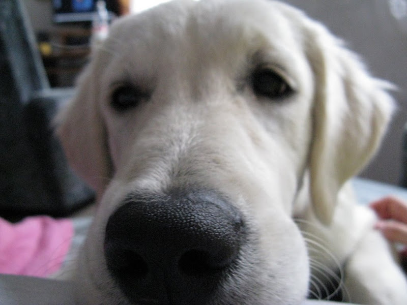 Nosek golden retrievera, nosek goldenka