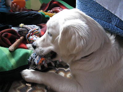 Golden Retriever zabawki