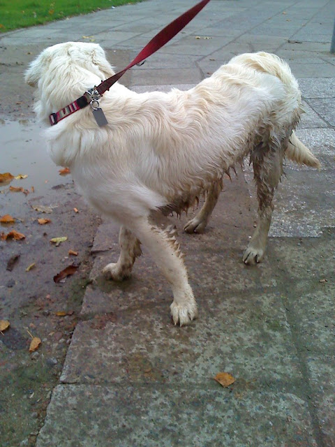 Golden Retriever i brud