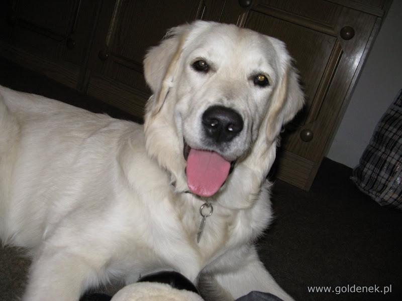 Golden Retriver język