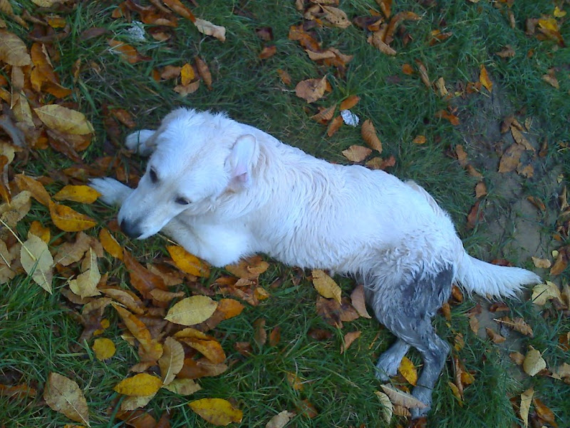 Brudny Golden Retriver Brudny Golden Retriver