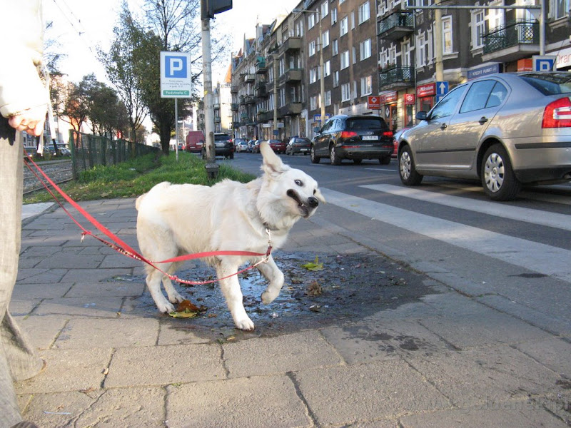 Golden Retriever nie wiadomo co