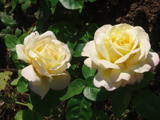 [P81600975.jpg]