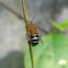 blue-banded bee