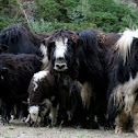 Yaks
