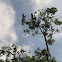 Asian Openbill
