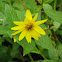 arnica