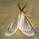 Tiger Moth