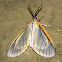 Tiger Moth