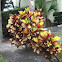 Croton
