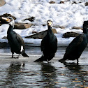 Great cormorant