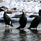Great cormorant