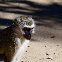 Vervet monkey