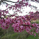 Redbud Tree