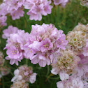 Sea Pink/Thrift