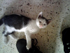 Regalo Gatita
