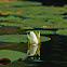 Fragrant Water Lily