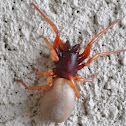 Woodlouse Spider