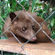 Asian Palm Civet