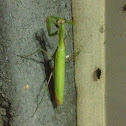 Praying Mantis