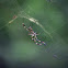 Golden Orb Spider