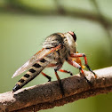 Robberfly