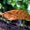Katydid (Tettigoniidae)