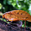Katydid (Tettigoniidae)