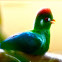 White-cheeked turaco