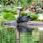 Anhinga