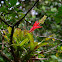 Aechmea nudicaulis